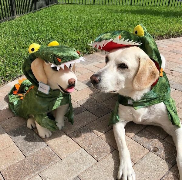 Funny Animal Memes And Pictures (61 pics)