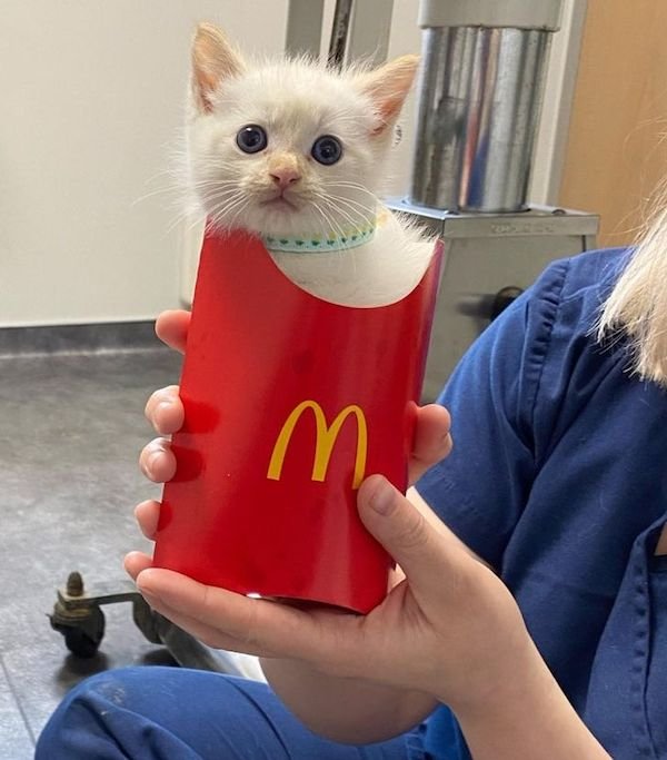 Funny Animal Memes And Pictures (61 pics)