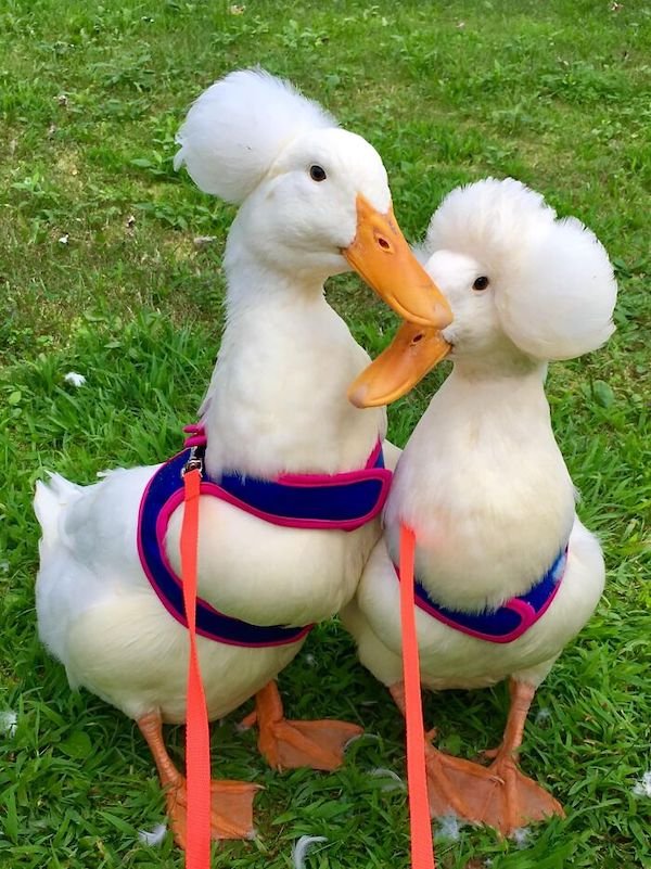 Funny Animal Memes And Pictures (61 pics)
