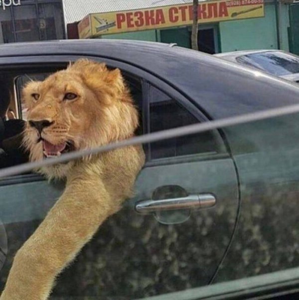 Funny Animal Memes And Pictures (61 pics)