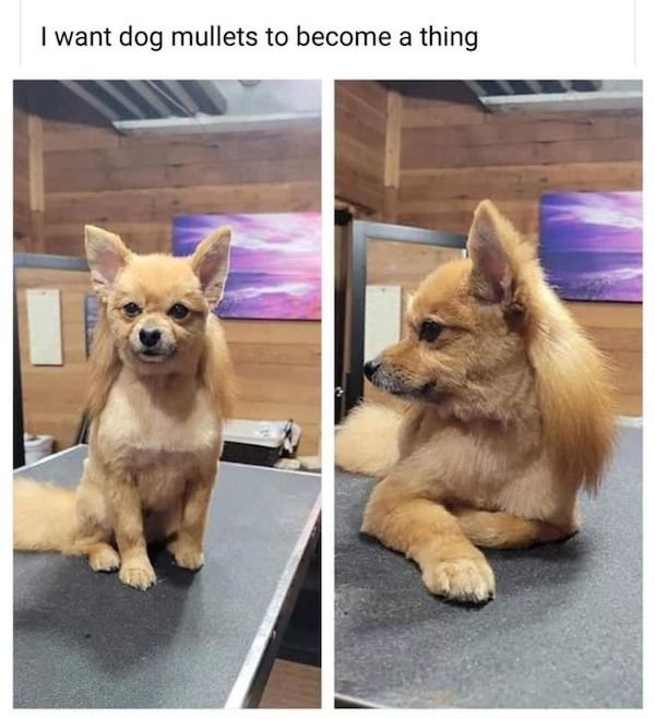 Funny Animal Memes And Pictures (61 pics)