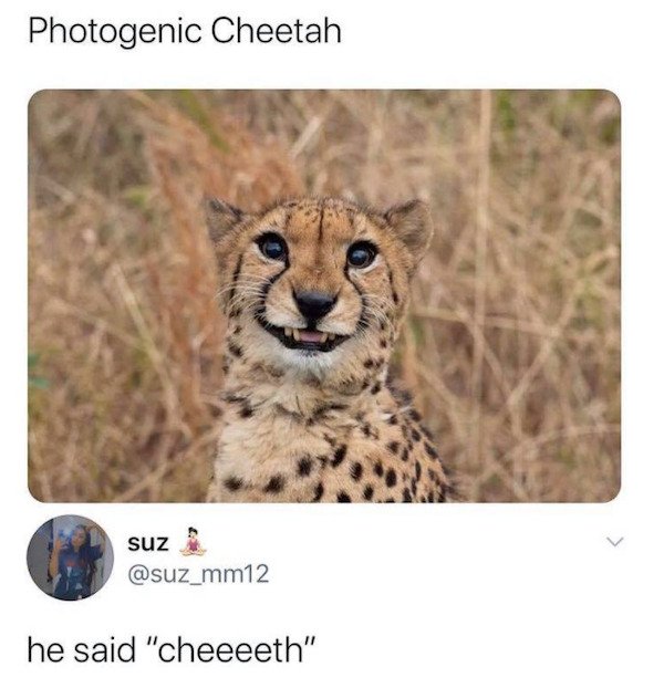 Funny Animal Memes And Pictures (61 pics)