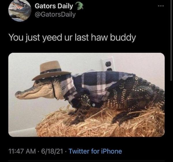 Funny Animal Memes And Pictures (61 pics)