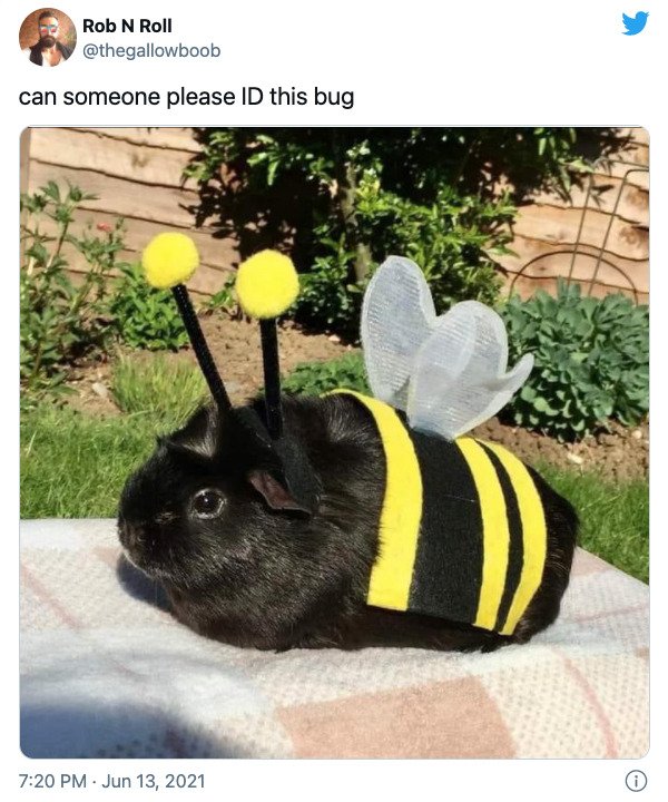 Funny Animal Memes And Pictures (61 pics)