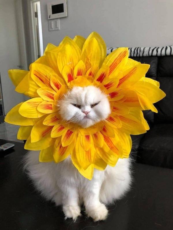 Funny Animal Memes And Pictures (61 pics)