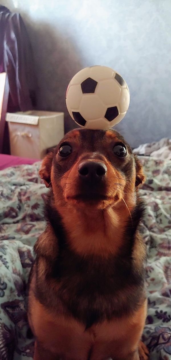 Funny Animal Memes And Pictures (61 pics)