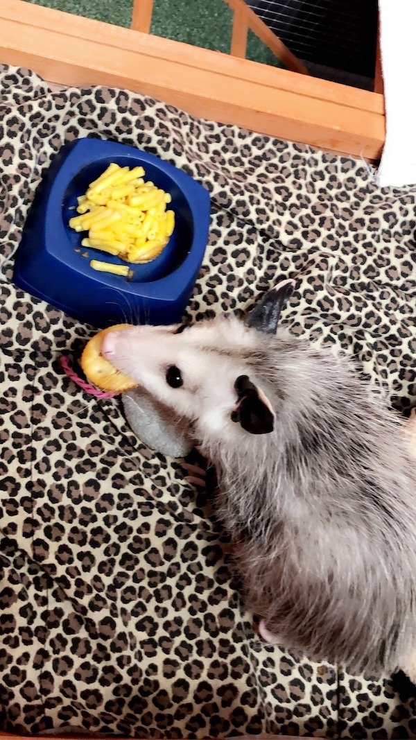 Funny Animal Memes And Pictures (61 pics)