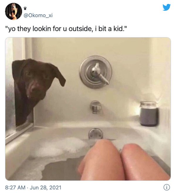 Funny Animal Memes And Pictures (61 pics)