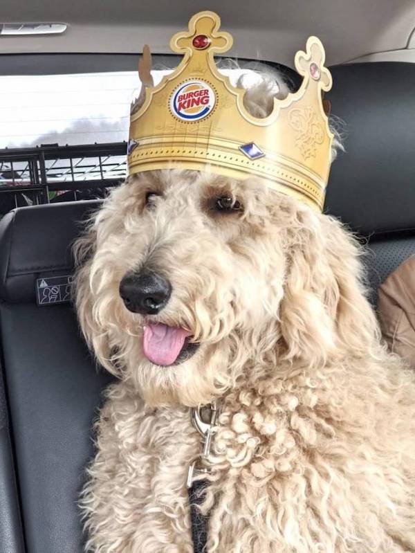 Funny Animal Memes And Pictures (61 pics)