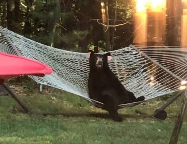 Funny Animal Memes And Pictures (61 pics)