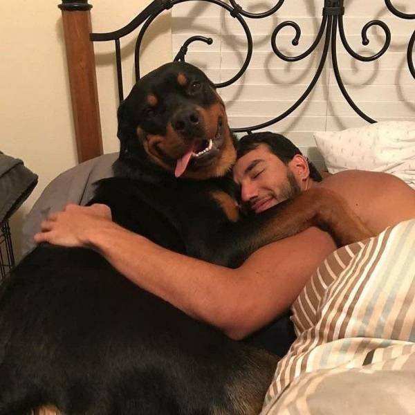 Funny Animal Memes And Pictures (61 pics)