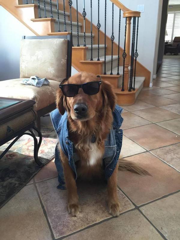 Funny Animal Memes And Pictures (61 pics)