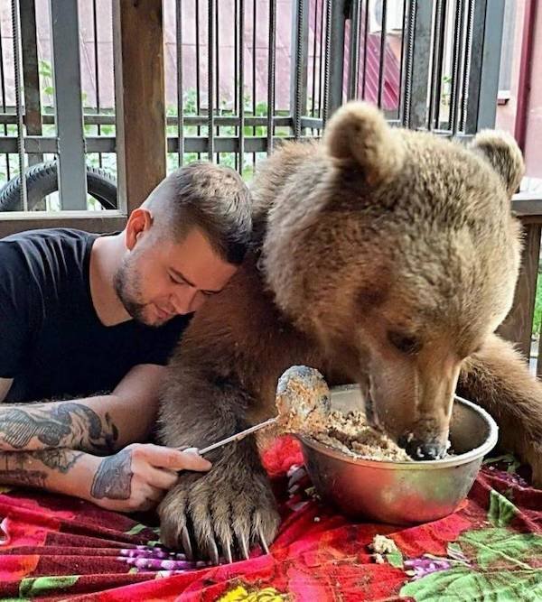 Funny Animal Memes And Pictures (61 pics)