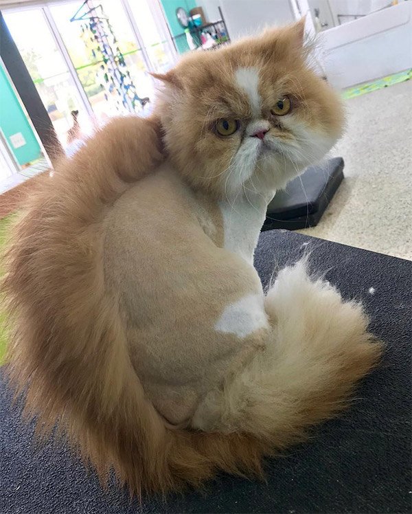 Funny Animal Memes And Pictures (61 pics)