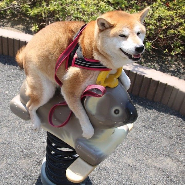 Funny Animal Memes And Pictures (61 pics)