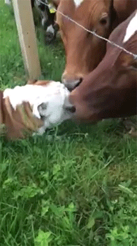 Acid Gifdump, July 8 (25 gifs)