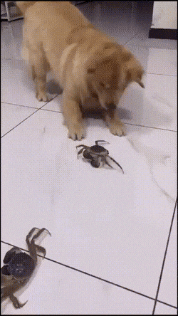 Acid Gifdump, July 8 (25 gifs)