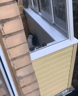 Acid Gifdump, July 8 (25 gifs)