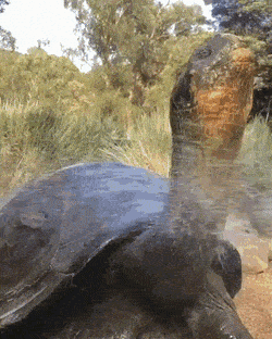 Acid Gifdump, July 8 (25 gifs)