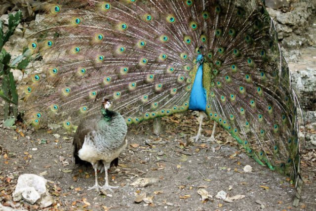 Popular Myths People Believe In (39 pics)