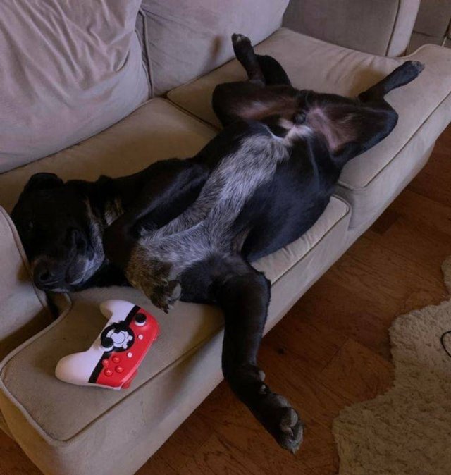 Pets Find Best Places For Their Rest (19 pics)