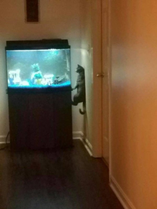Cats Memes And Pictures (30 pics)