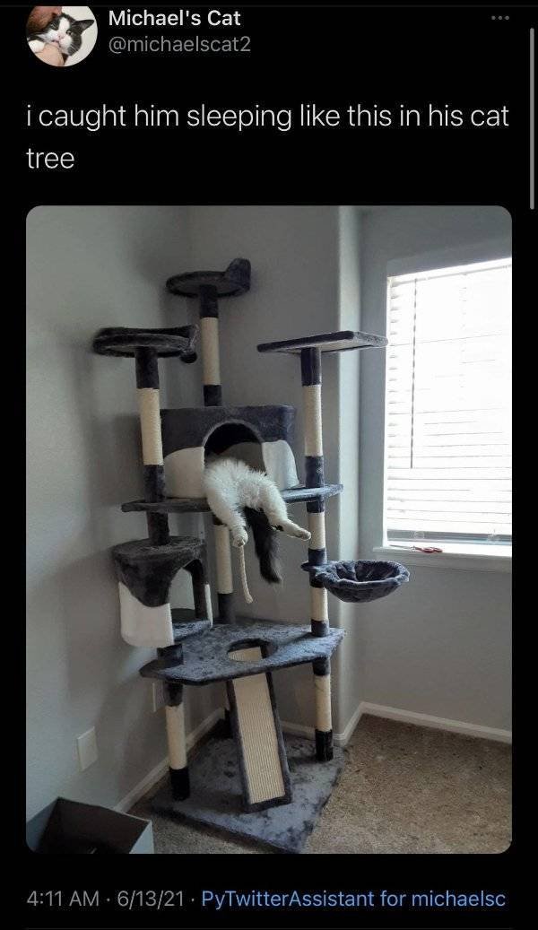 Cats Memes And Pictures (30 pics)
