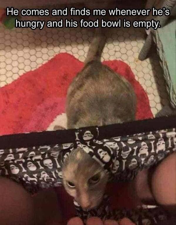 Cats Memes And Pictures (30 pics)