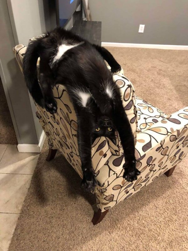 Cats Memes And Pictures (30 pics)