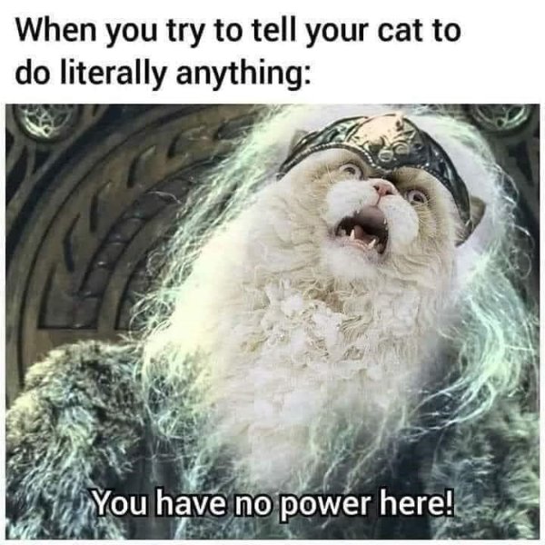 Cats Memes And Pictures (30 pics)