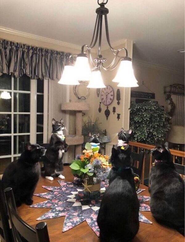 Cats Memes And Pictures (30 pics)