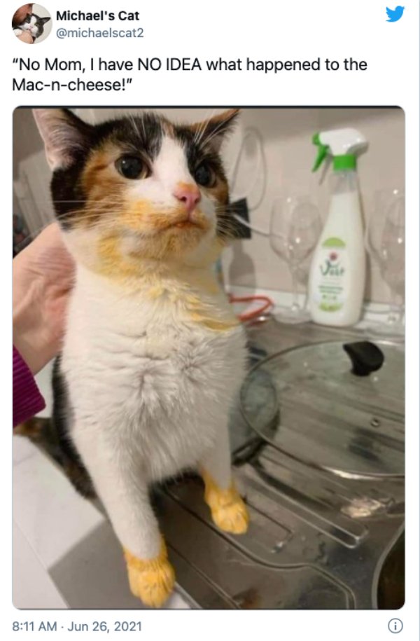 Cats Memes And Pictures (30 pics)