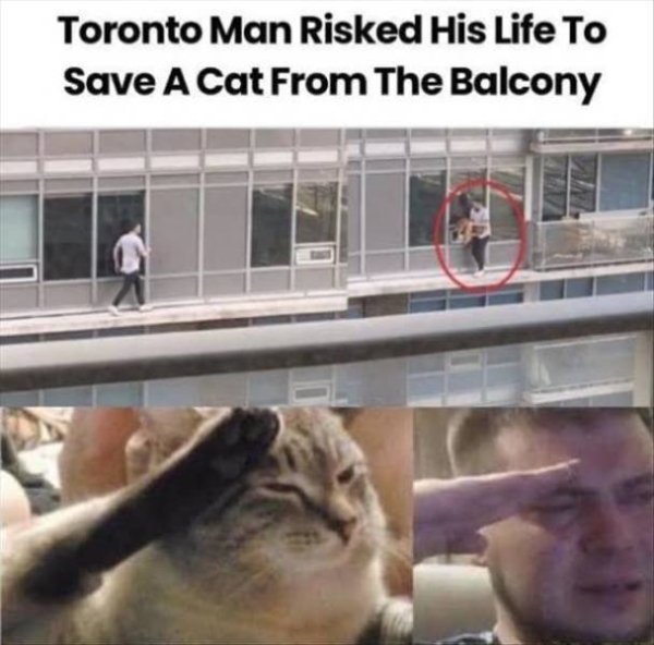 Cats Memes And Pictures (30 pics)