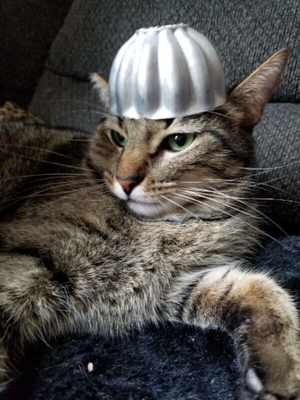 Cats Memes And Pictures (30 pics)
