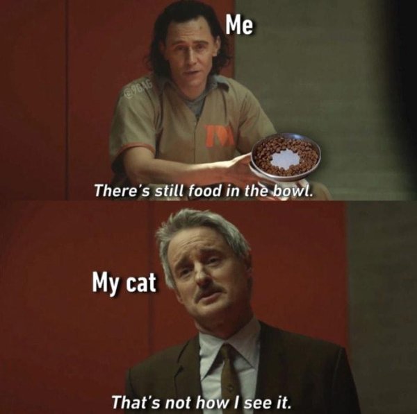 Cats Memes And Pictures (30 pics)