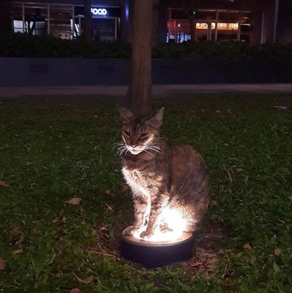 Cats Memes And Pictures (30 pics)