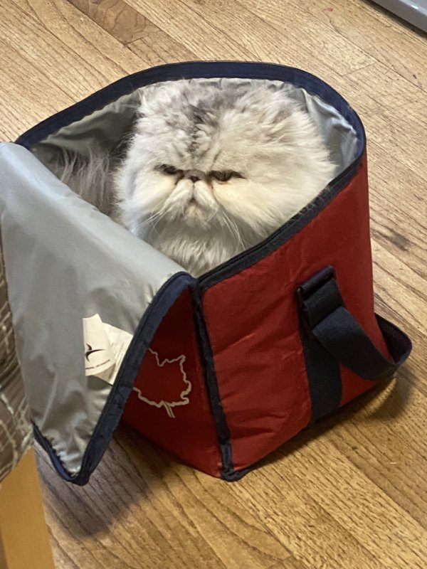 Cats Memes And Pictures (30 pics)
