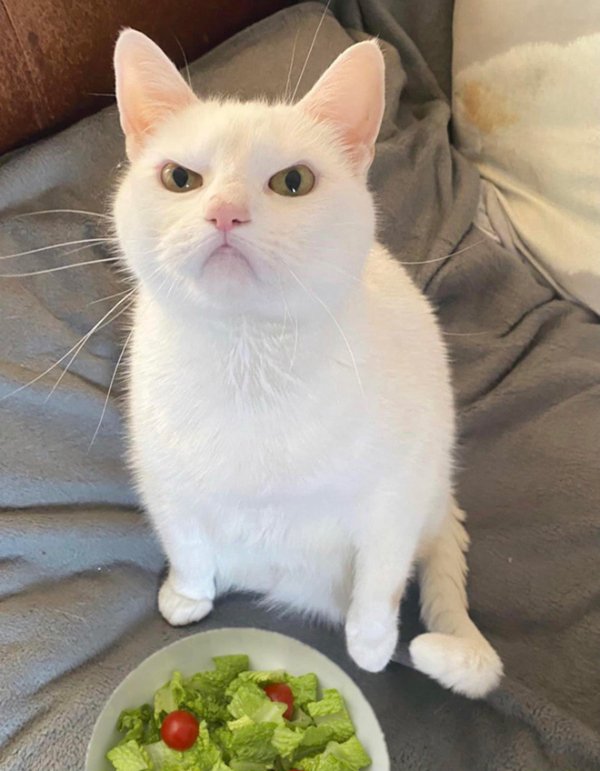 Cats Memes And Pictures (30 pics)