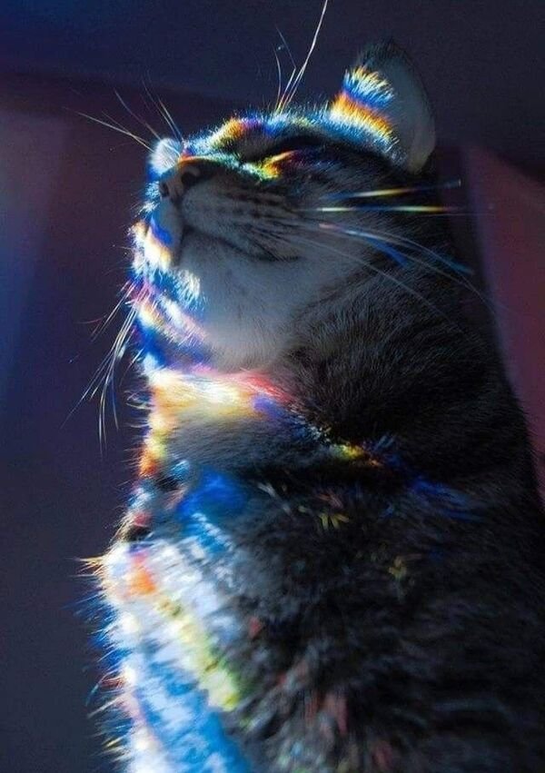 Cats Memes And Pictures (30 pics)