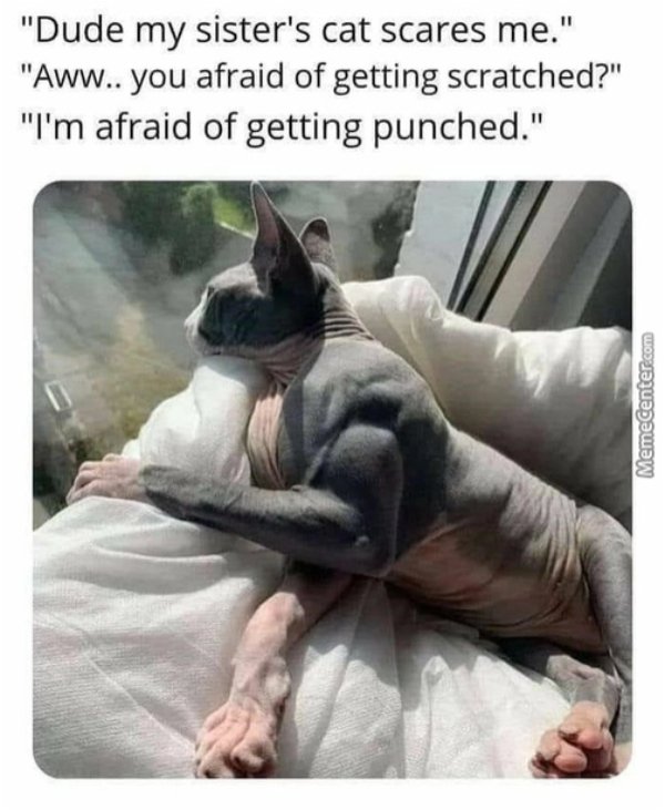 Cats Memes And Pictures (30 pics)