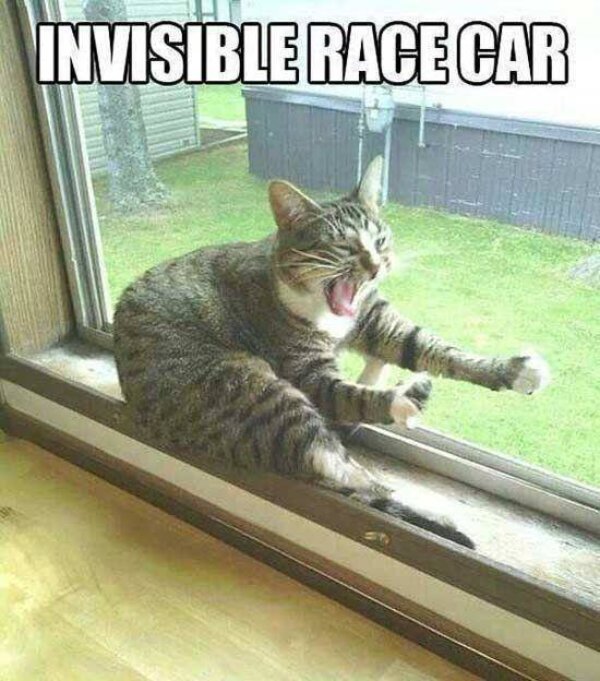 Cats Memes And Pictures (30 pics)