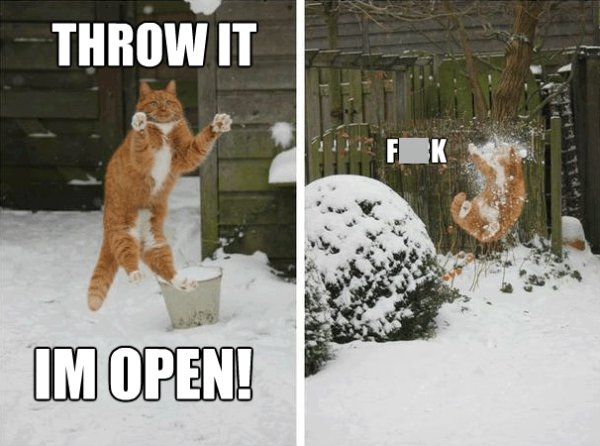 Cats Memes And Pictures (30 pics)