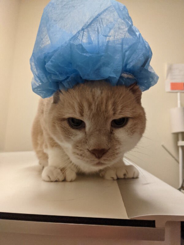 Cats Memes And Pictures (30 pics)