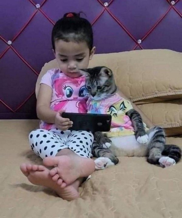 Cats Memes And Pictures (30 pics)