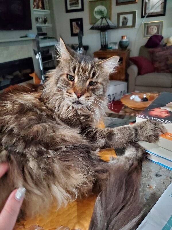 Cats Memes And Pictures (30 pics)
