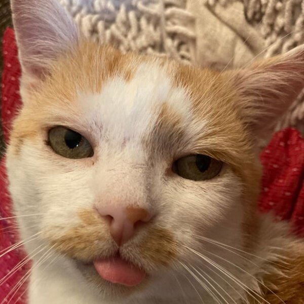 Cats Memes And Pictures (30 pics)