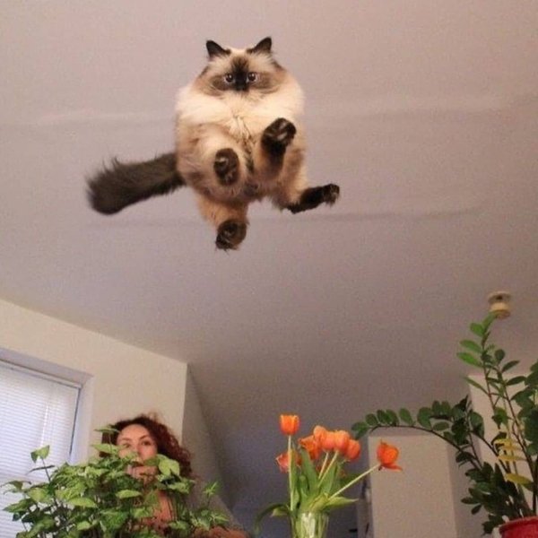 Hilarious Cats (35 pics)