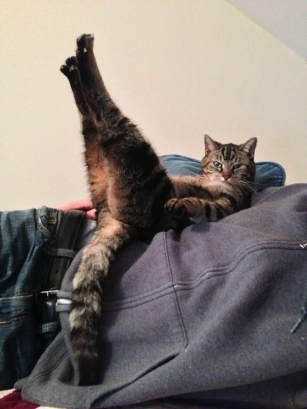 Hilarious Cats (35 pics)