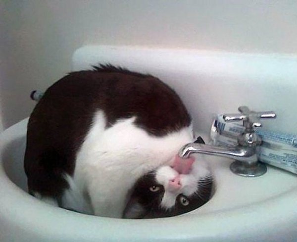 Hilarious Cats (35 pics)