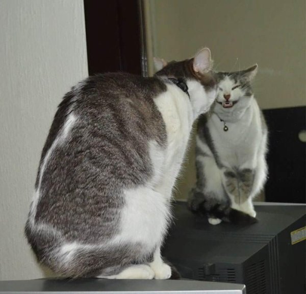 Hilarious Cats (35 pics)